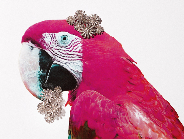 High Jewelry Kingdom